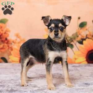 Sally, Chihuahua Puppy